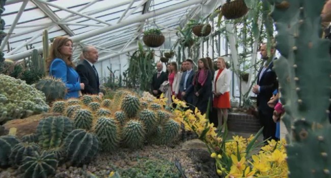 The Apprentice 2015 cactus